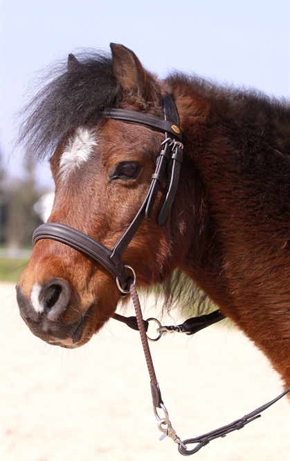 Walnut pony crossover bitless bridle Bellis and Lily