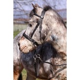 Walnuss Pony Crossover bitless Zaumzeug Bellis und Lily