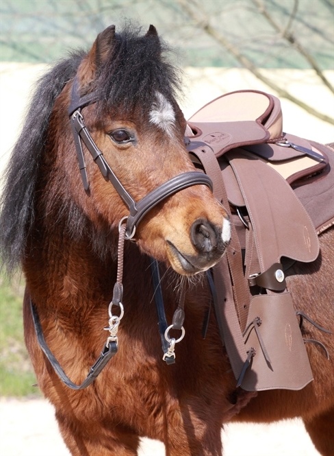 Walnut pony crossover bitless bridle Bellis and Lily