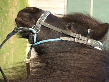 Walnuss Pony Crossover bitless Zaumzeug Bellis und Lily