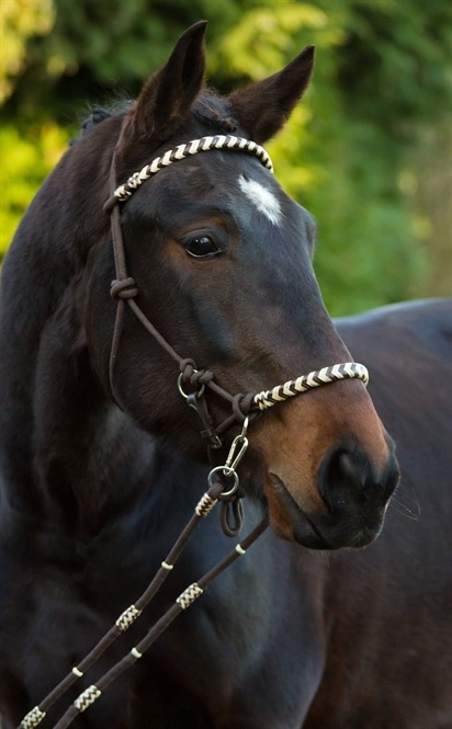 Seneca Reithalfter 3 in 1 seil