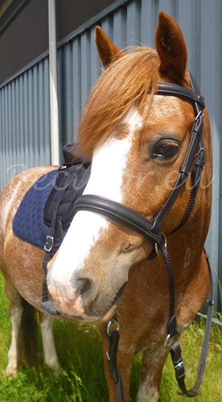 Walnut leather pony cross-over bitless bridle nubuck leather