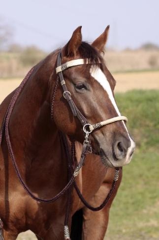 Acorn sidepull bitlooshoofdstel leer