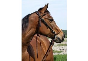 Amber Bitless Zaumzeug Sidepull