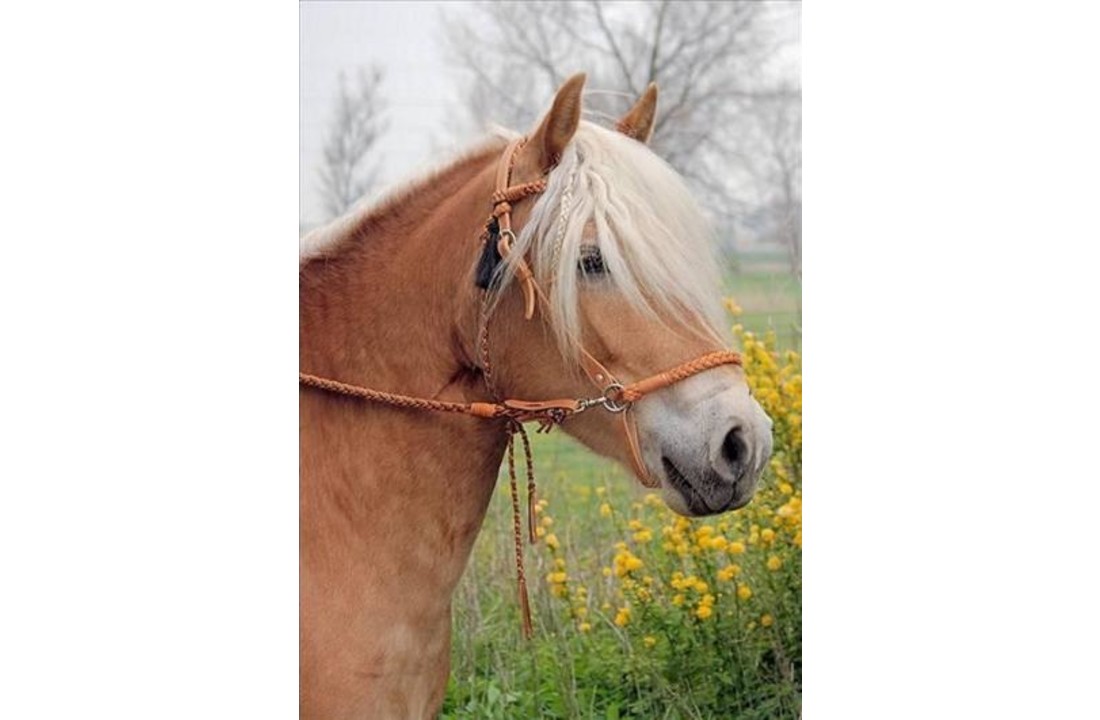Amber sidepull bitlooshoofdstel leer