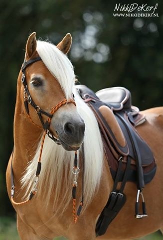 Syringa bitless Zaumzeug 2 in 1 leder