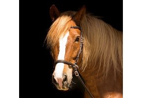 Contour Trail halsterhoofdstel