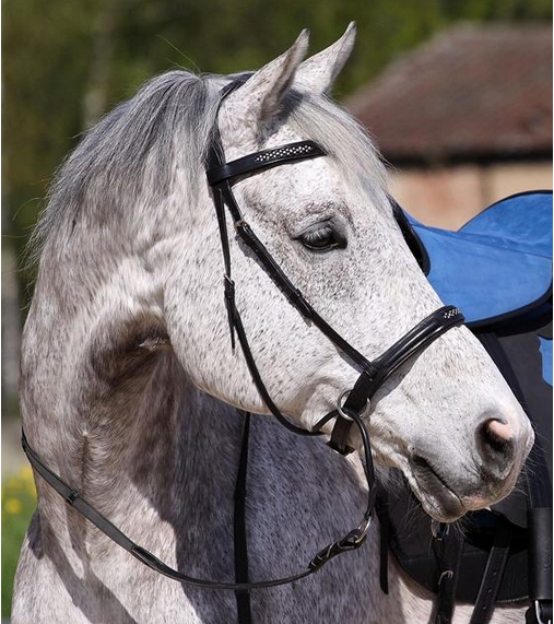 Contour Jewel kaakgekruist bitlooshoofdstel zwart
