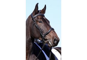 Contour WELLington Bit und Bitless