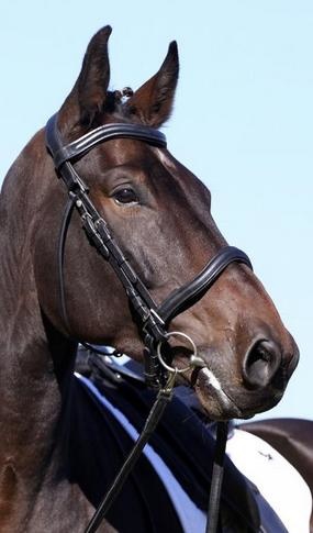 Contour WELLington Bit und Bitless schwarz