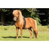 Longiergurt Save my Spine schwarz