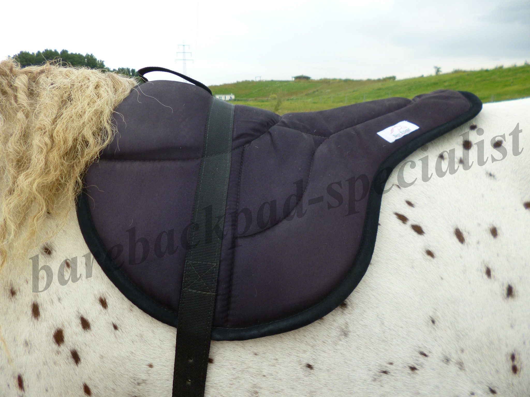 Reitpad Standard mit Gurt