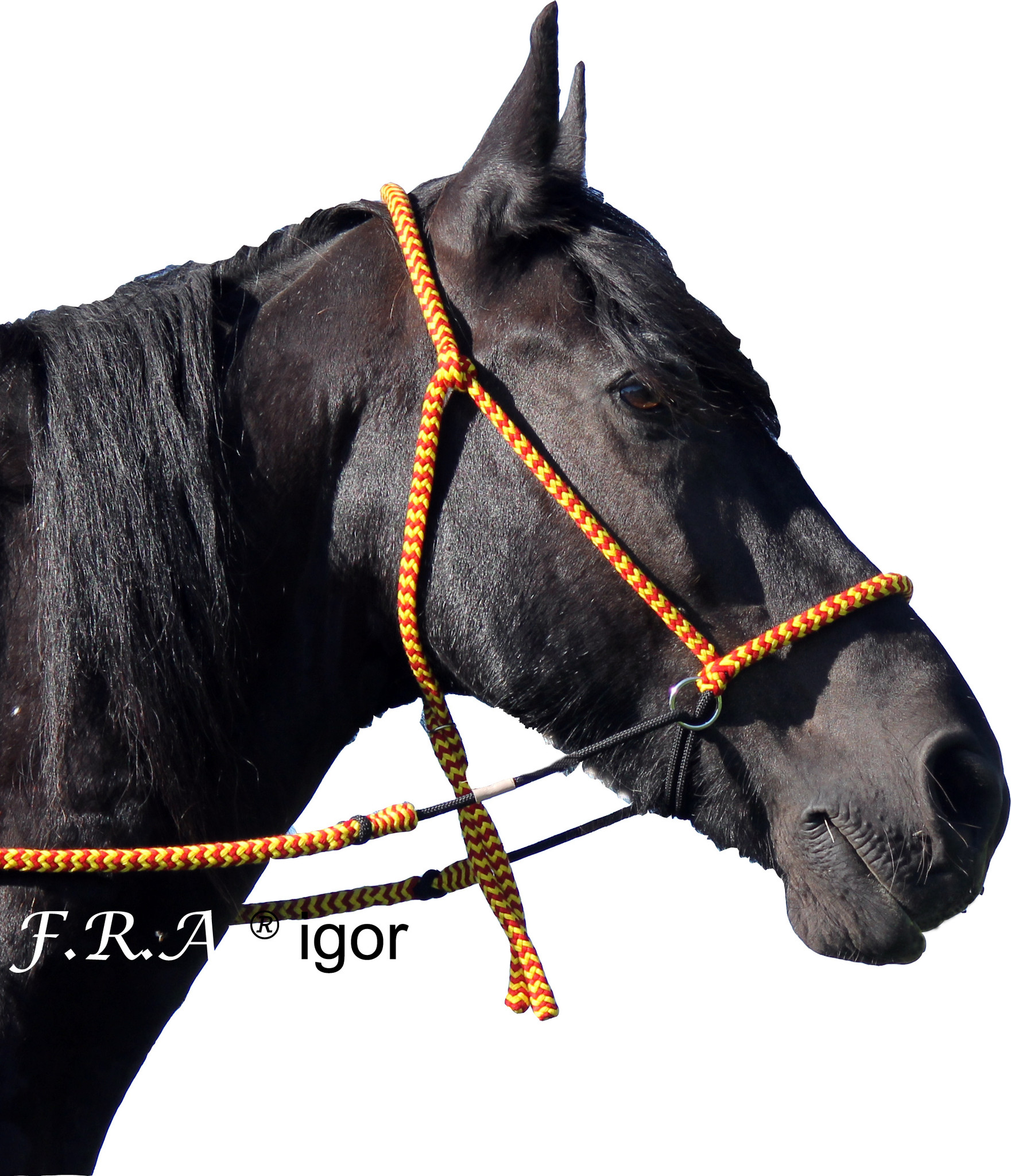 Igor kingekruist bitlooshoofdstel Ruchi colours