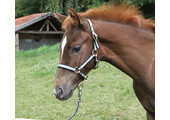foal halter Exclusive