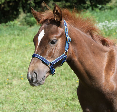 Veulenhalster Exclusive gemaakt in Europa