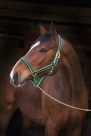 halter Exclusive  4 colors