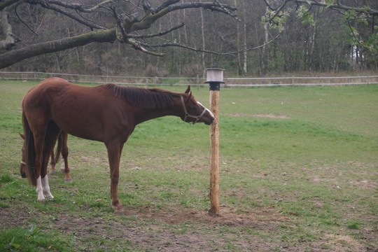 Lick stone holder outside on a pole