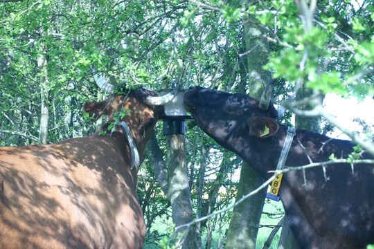 Lick stone holder outside on a pole