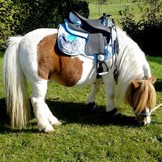 Arizona Kids westernzadel zwart