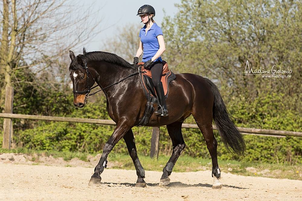 Nottingham - jumping saddle leather