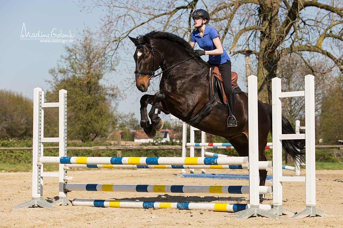 Nottingham - springender Sattel leder