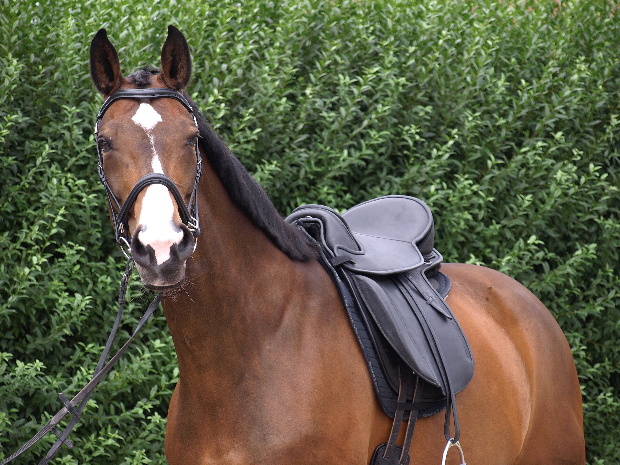 Lexington - dressuurzadel leer
