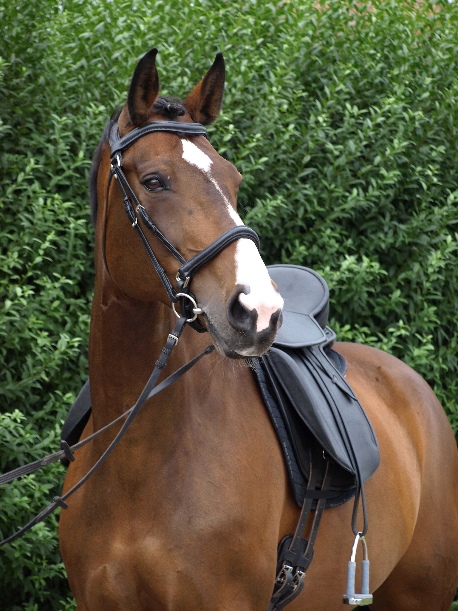 Lexington - dressuurzadel leer