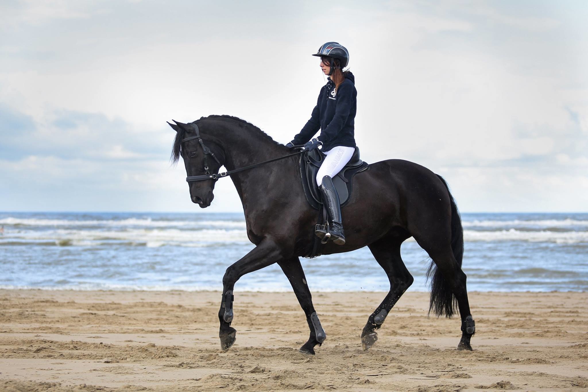 Wellington - dressuurzadel leer