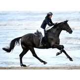 Wellington - dressuurzadel leer