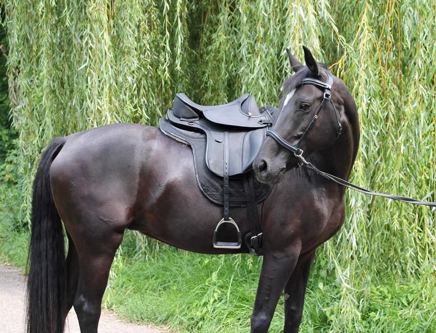 Wellington - dressuurzadel leer