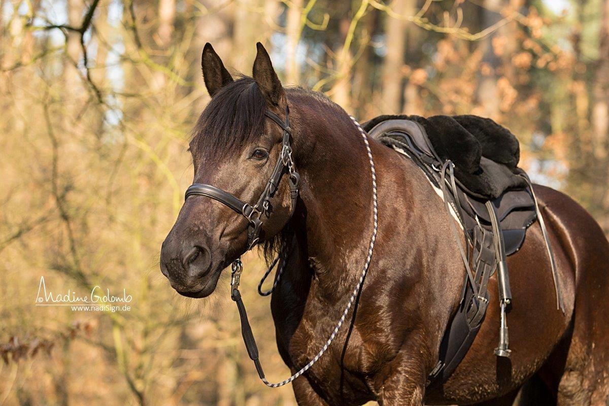 Happy Valley - Lammfellsattel flexibel