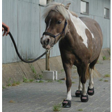 Cute Little hoefschoen voor shet of mini paardje