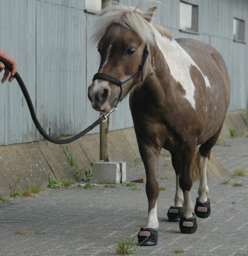 Cute Little hoof boot for shet or mini horse