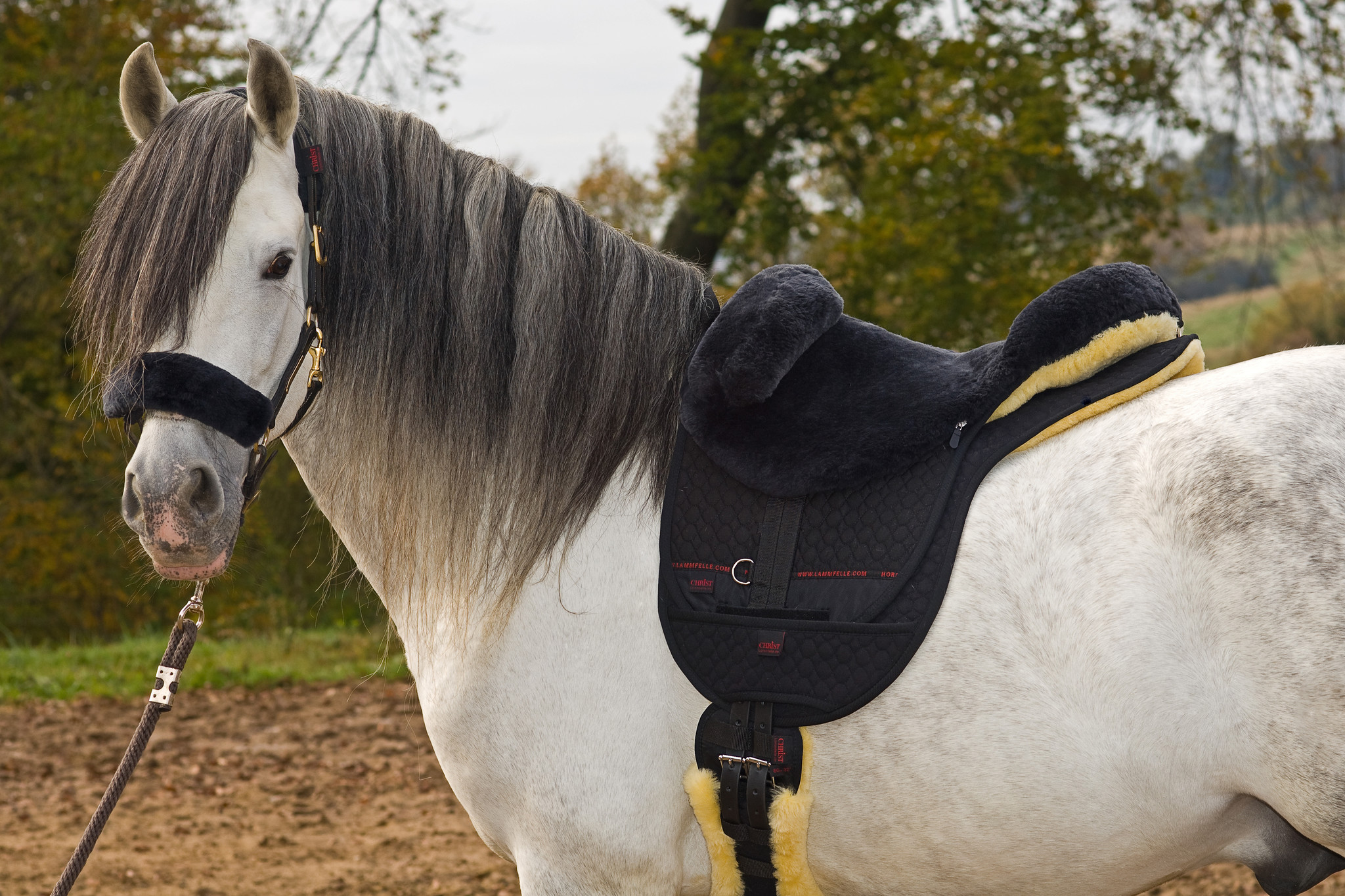 Basic Premium Bareback Pad Pad Lamfell