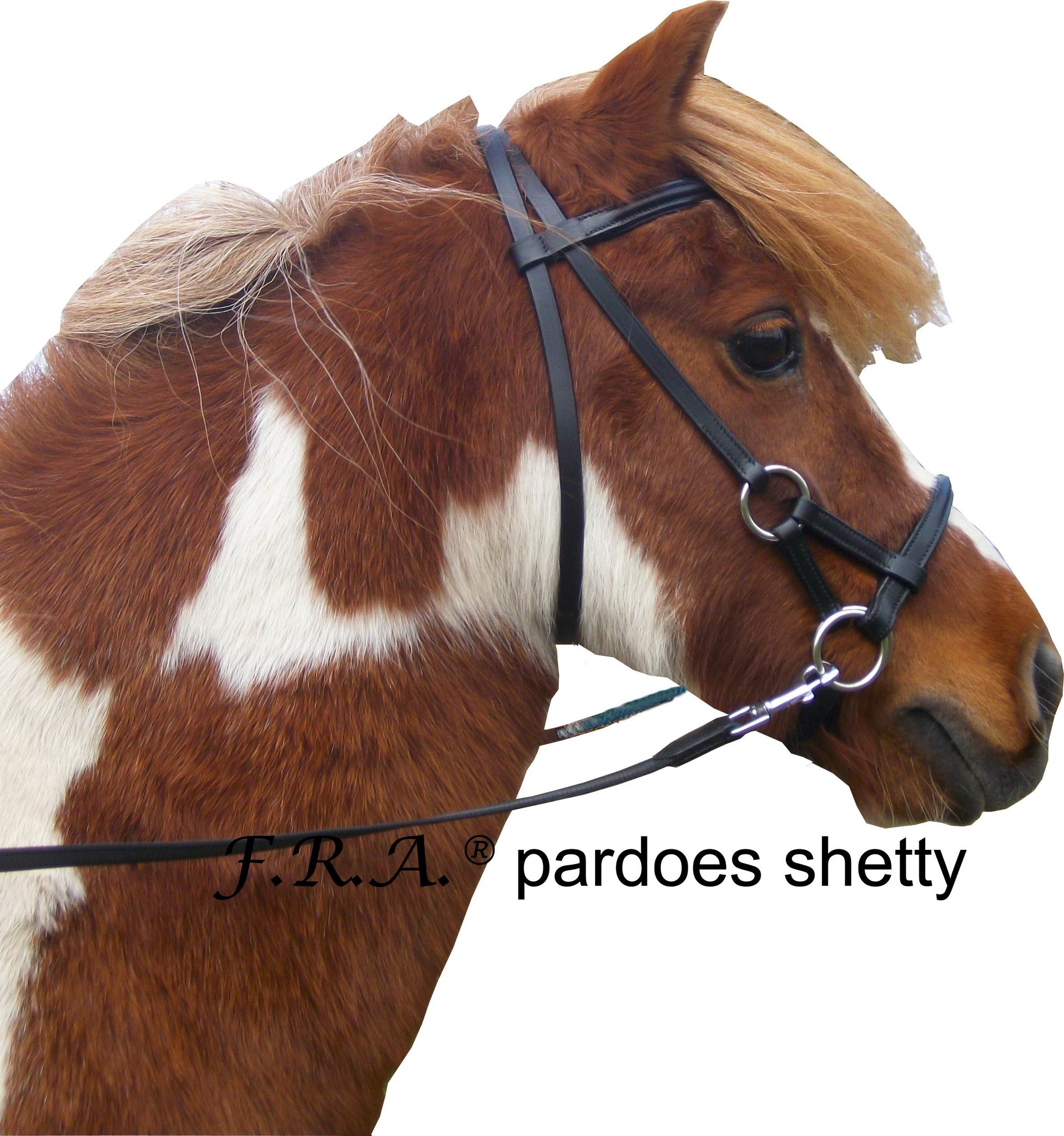 Pardoes sidepull bitless bridle leather