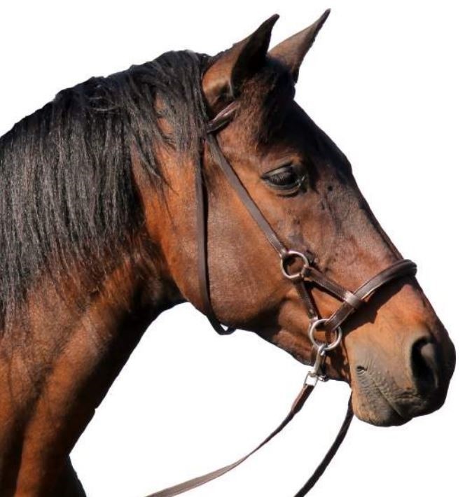 Pardoes sidepull bitless bridle leather