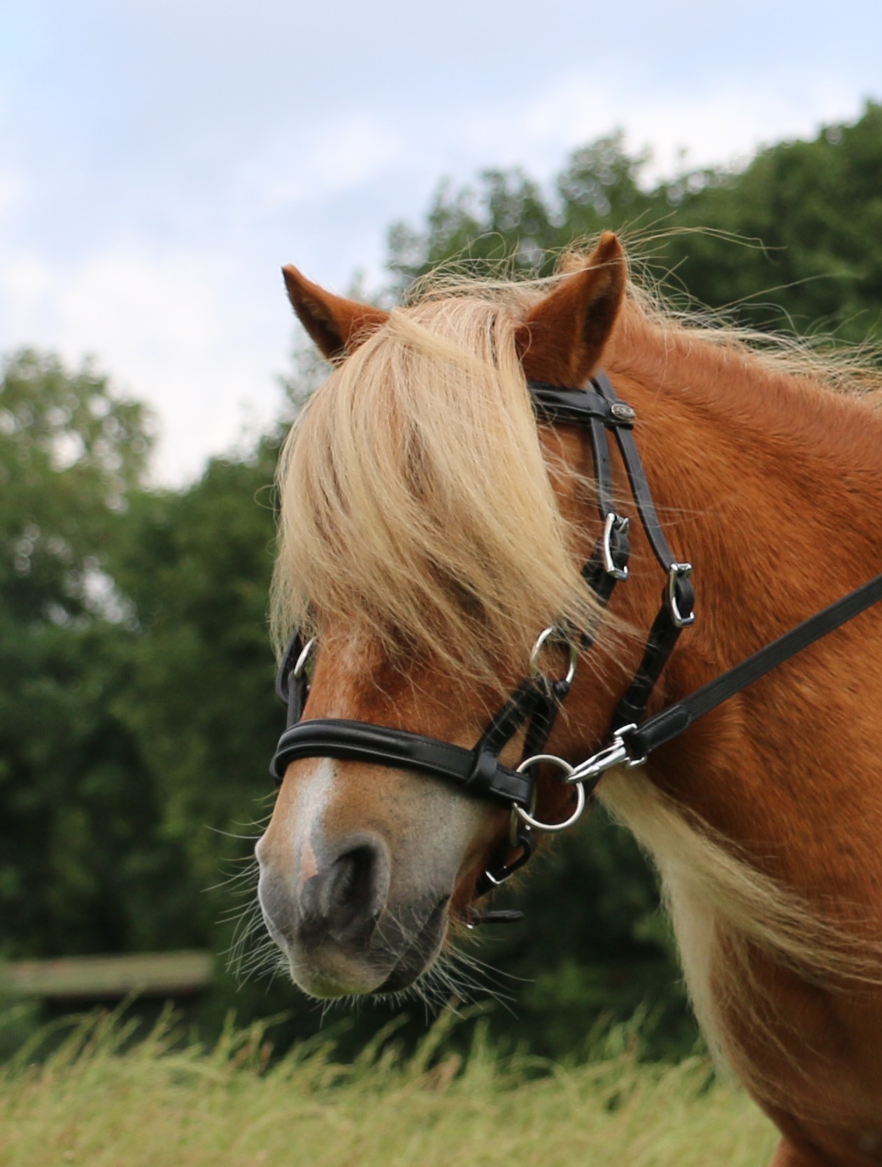 Pardoes sidepull bitless bridle leather