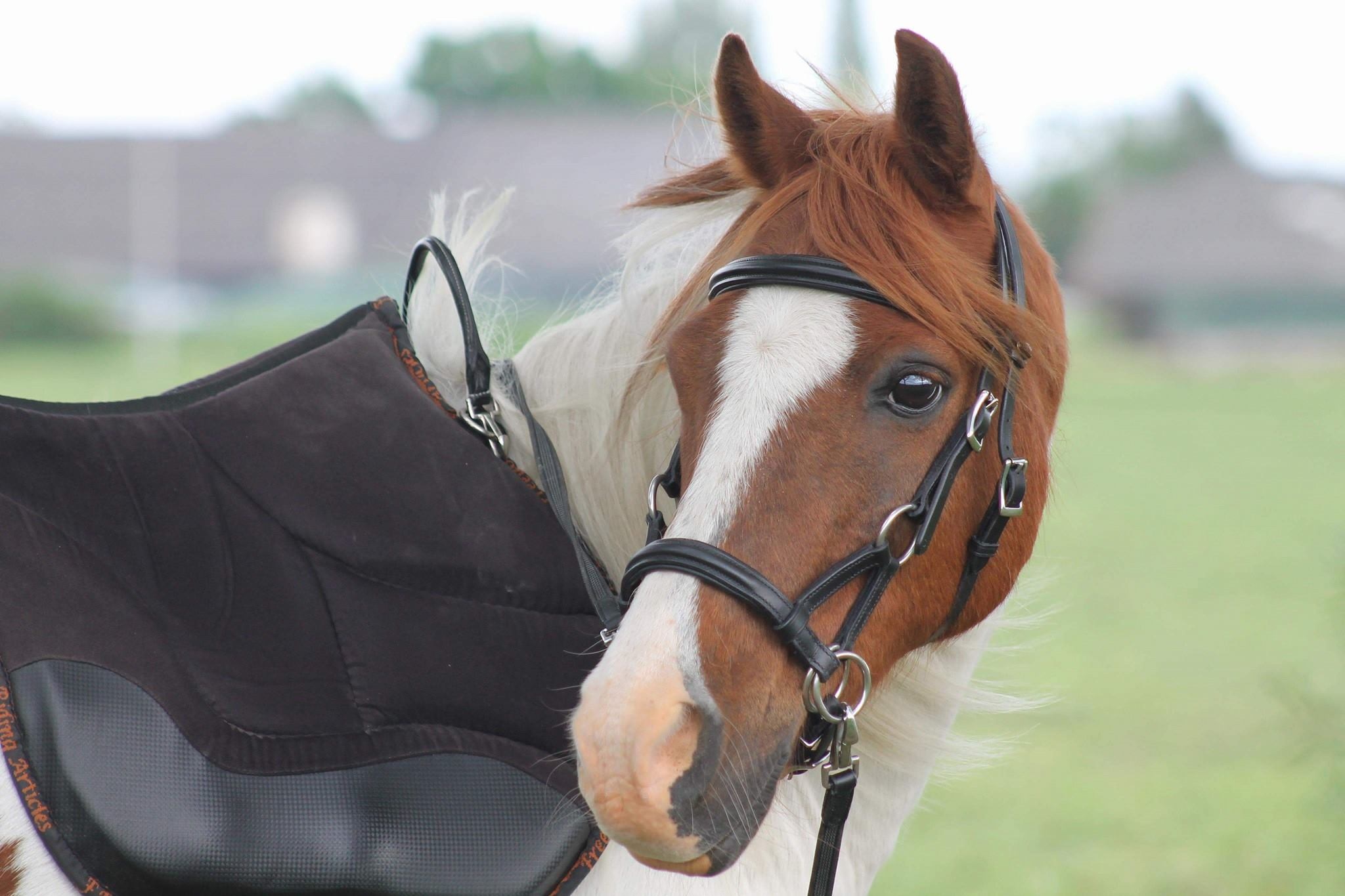 Pardoes sidepull bitless bridle leather