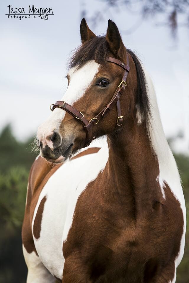 Viena lederen kaptoom