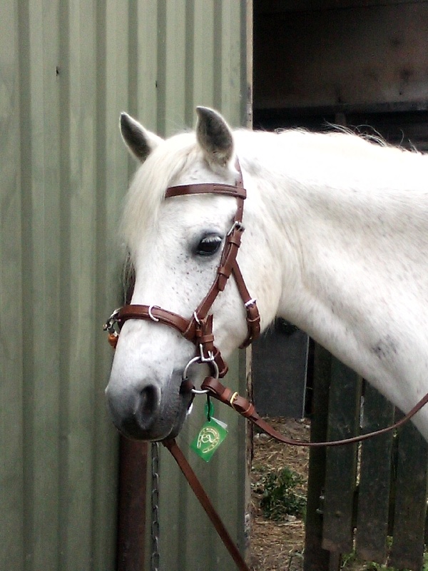 Viena fine leather cavesson