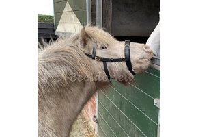 Viena fine cavesson baroque