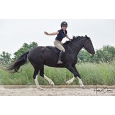 Shock absorbing Bareback