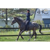 Shock absorbing Bareback