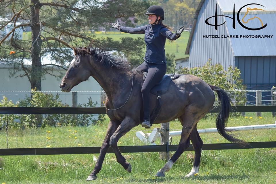 Stoßdämpfend Reitpad