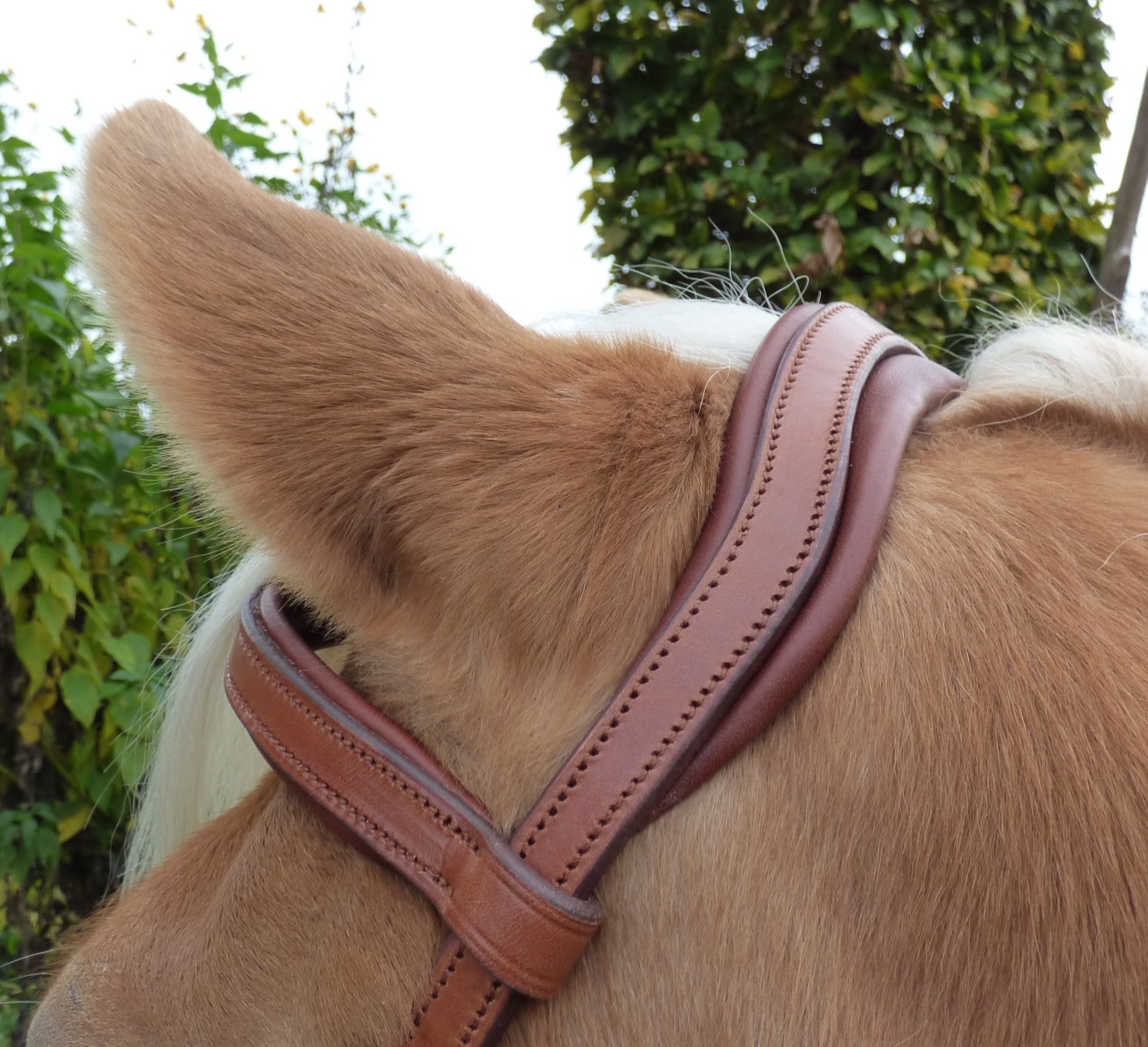 Oslo anatomic cavesson