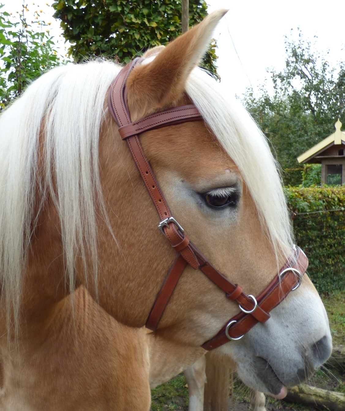 Oslo anatomic cavesson