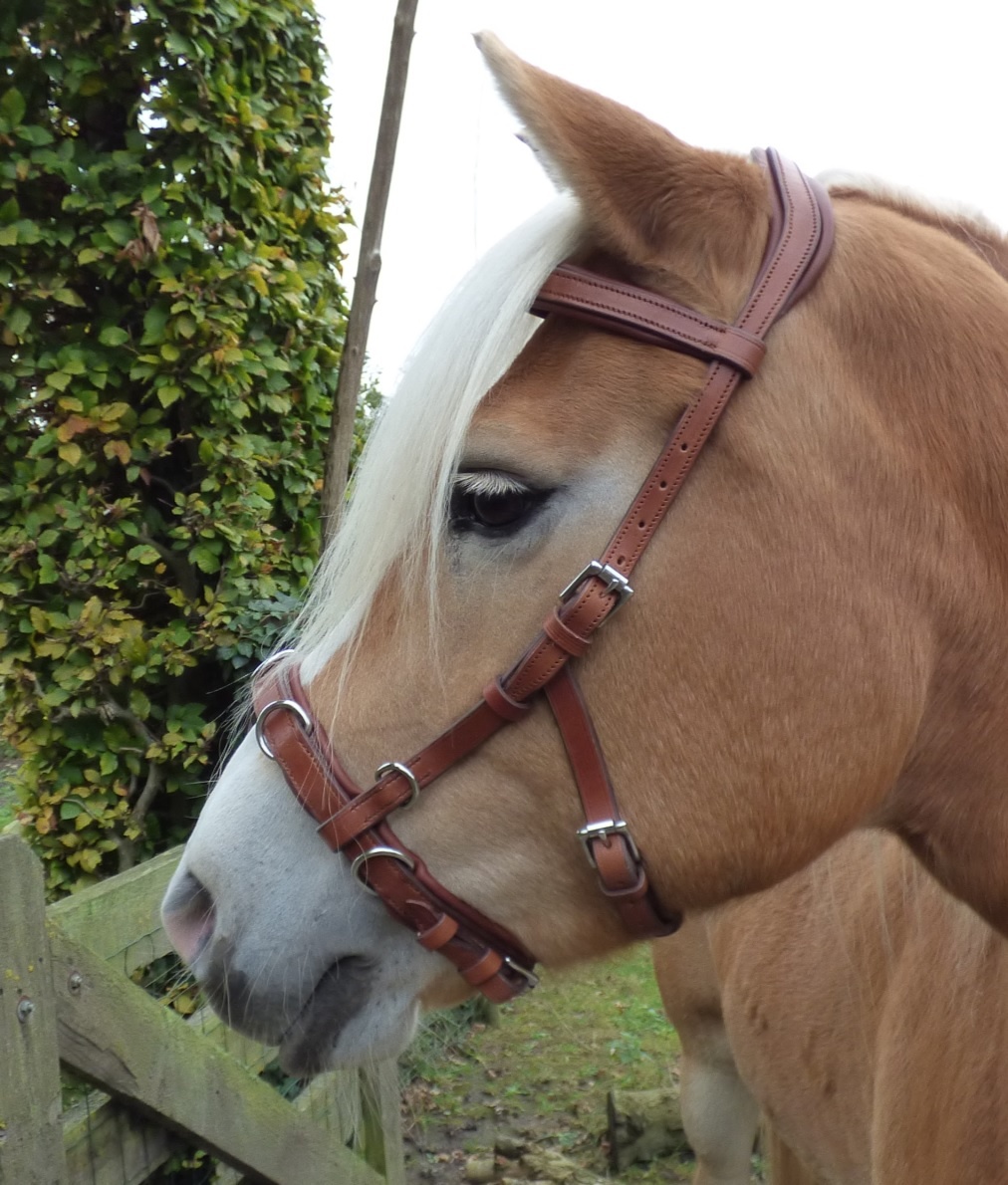 Oslo anatomische kaptoom