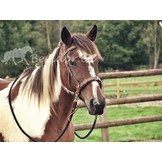 Oslo anatomic cavesson