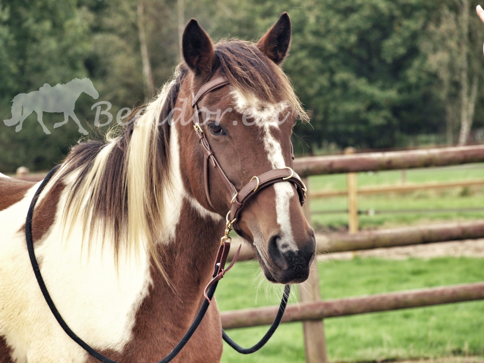 Oslo anatomic cavesson