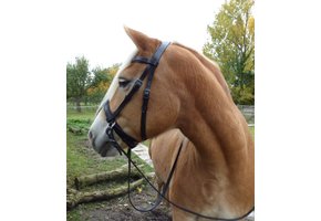 Victoria gebisslose Zäumung